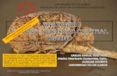 Anatomia del cerebro equino  c.miguel sejin mvz aux docente 2010