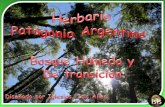 Herbario Bosque Humedo y de transción
