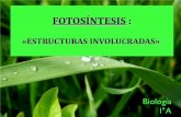 Clase 1 fotosíntesis (parte 1)