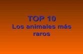 TOP 10: Animales más raros