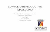 Histologia del Complejo reproductivo masculino
