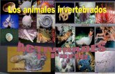 Actividades invertebrados 1ª parte (II)