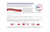 Anatomía y Fisiología I - Conceptos básicos del sistema cardiovascular
