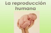 La reproduccin-humana