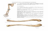 Osteologia de extremidades