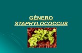 Tema 6.staphylococcus