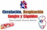 Pps - Circulacion, respiracion, sangre y liquidos 2011-1