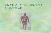 F sistema muscular