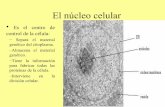 El NúCleo Celular