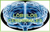 Lobulos cerebrales