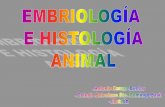 Tejidos animales y embriología 1º bach