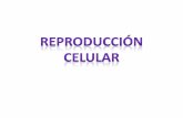 Reproduccion celular