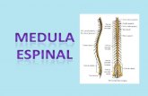 Medula espinal y snp