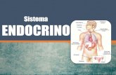 Anatomía, fisiología y patologías del sistema Endocrino