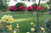 PresentacióN Sobre Las Plantas