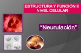 Neurulacion embriologia