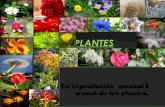 Les plantes reproducció   còpia