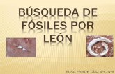 fosiles en leon