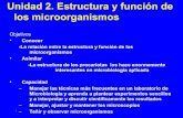 Procariotas vs. eucariotas (presentacion debate)
