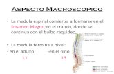 Aspecto Macroscopico de la medula