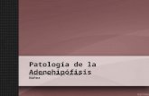 Patología adenohipófisis LVCN