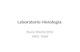 Laboratorio histologia