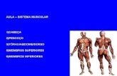File1 aula sistema muscular2009