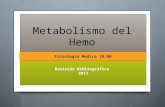 Metabolismo del hemo