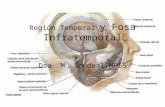 Region temporal y fosa infratemporal