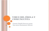 Virus del ébola y chikungunya