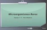 Microorganismos Raros