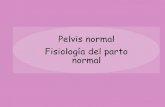 Pelvis normal y fisiologia de parto normal