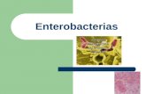 Enterobacterias microbio