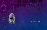 Anatomia y fisiología de los nervios craneales iii, v y vii
