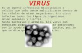 Virus , La Reproducción del Virus y sus enfermedades mas mortales
