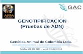 Genética animal de colombia  genotipificacion appa