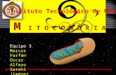 Biologia mitocondrias