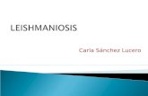 Leishmaniosis calu