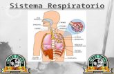 Sistema Respiratorio (Histo II)