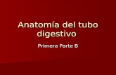 Anatomía del Tubo Digestivo Primera parte B