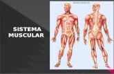 Sistema muscular --- ceas