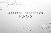 Exposición del Aparato digestivo humano (equipo)