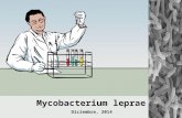 Mycobacterium leprae