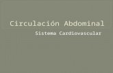 Circulacion abdominal presentacion
