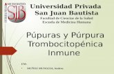 Púpuras y púrpura trombocitopénica inmune