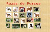 Razas de perros - Presentación Informática & Tegnologia