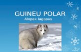 Guineu polar