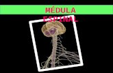 Médula espinal y cerebro