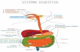 Sistema digestivo y respiratorio periodo embriologico