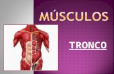 Músculos Tronco